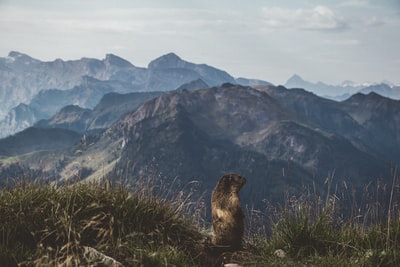 青山上的棕色动物白天俯瞰山脉